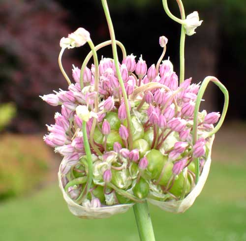 Allium2