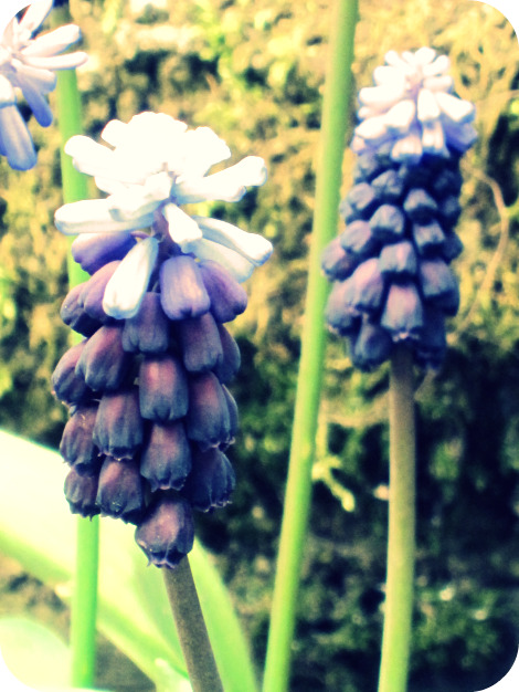 Grape