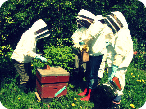 Bees