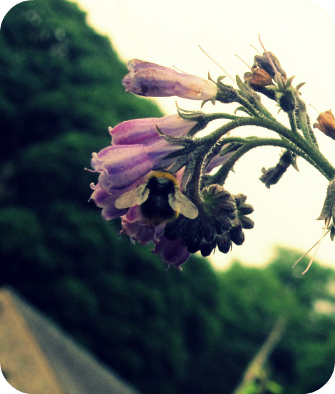 Bee
