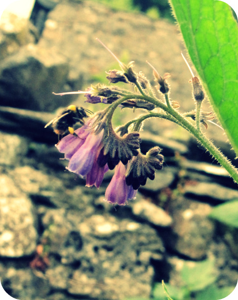 Bee1